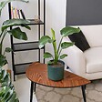PLANT IN A BOX - Oiseau de paradis - Set de 6 - Strelitzia reginea - Hauteur 25-40cm - ⌀9cm - vignette