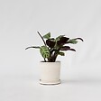PLANT IN A BOX - Plante Dormeuse - Ctenanthe 'Amagris' - Hauteur 20-30cm - ⌀12cm - vignette