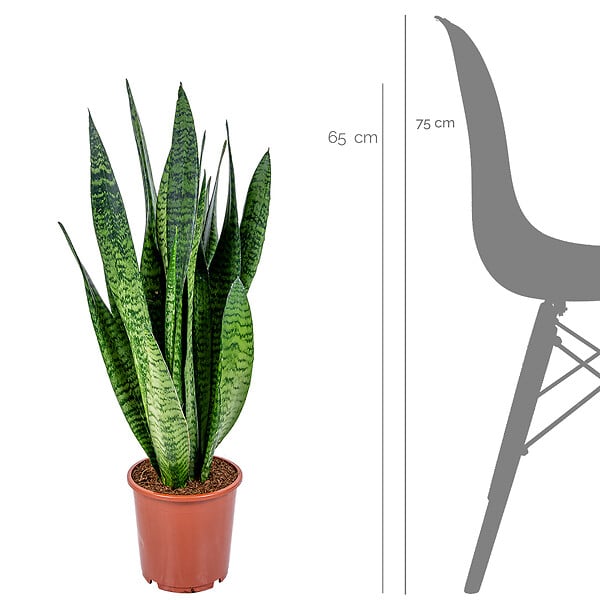 BLOOMIQUE - Lot de 2 - Sansevieria Zeylanica - Langue de belle-mère - H. 50-70 cm - P. 17 cm - large