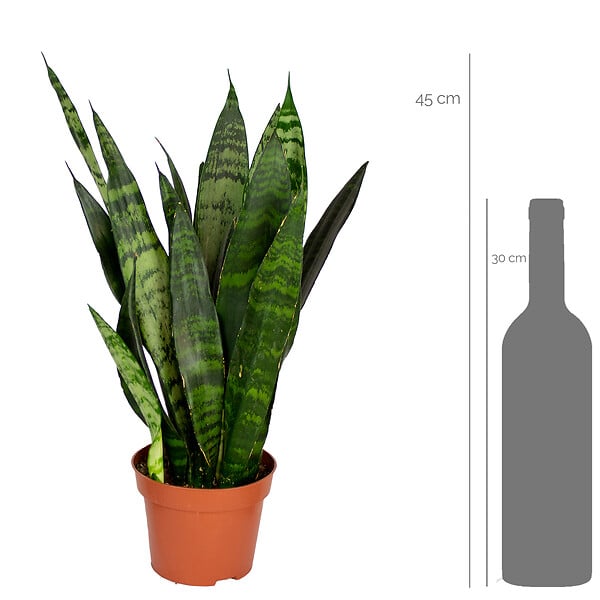 BLOOMIQUE - Sansevieria Black Coral - Langue de belle-mère - Plantes d’intérieur - H. 20-30 cm - P. 12 cm - large