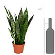 BLOOMIQUE - Sansevieria Black Coral - Langue de belle-mère - Plantes d’intérieur - H. 20-30 cm - P. 12 cm - vignette