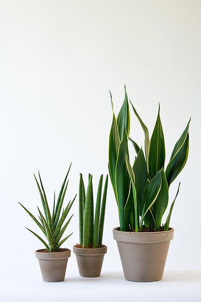 BLOOMIQUE - Sansevieria Black Coral - Langue de belle-mère - Plantes d’intérieur - H. 20-30 cm - P. 12 cm - large