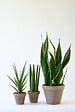 BLOOMIQUE - Sansevieria Black Coral - Langue de belle-mère - Plantes d’intérieur - H. 20-30 cm - P. 12 cm - vignette