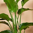 BLOOMIQUE - Lot de 2 - Strelitzia Nicolai - Plante Strelitzia - Oiseau de paradis - H. 70-80 cm - vignette