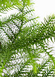 BLOOMIQUE - Araucaria Heterophylla - Araucaria de Norfolk - Plantes d’intérieur - H. 50-60 cm - P. 17 cm - vignette