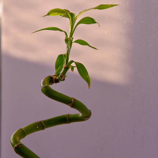 PLANT IN A BOX - Lucky Bamboo - Set de 12 - Dracaena sanderiana - Hauteur 40-50cm - ⌀2cm - large