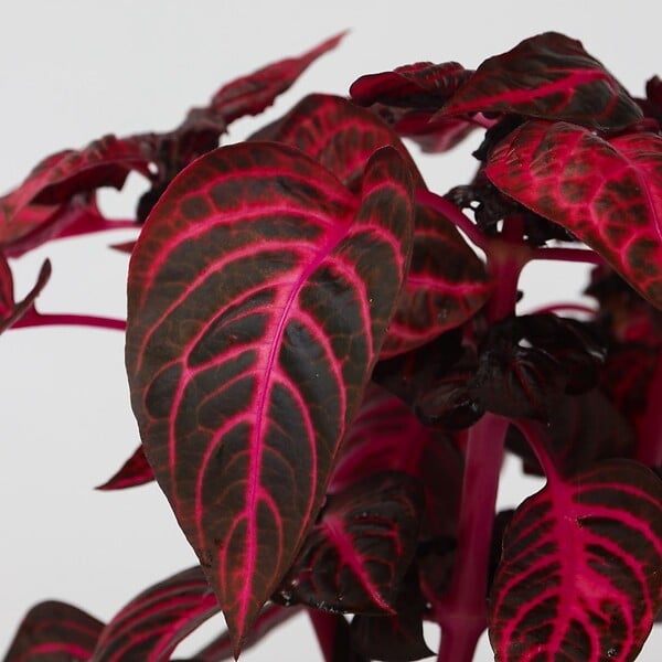 PLANT IN A BOX - Feuille de sang - Iresine herbstii - Hauteur 20-30cm - ⌀13cm - large