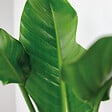 BLOOMIQUE - Strelitzia Nicolai - Oiseau de paradis - Plante d’intérieur - Dépolluante - H. 80-100 cm - vignette