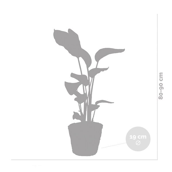 BLOOMIQUE - Strelitzia Nicolai - Oiseau de paradis - Plante d’intérieur - Dépolluante - H. 80-100 cm - large