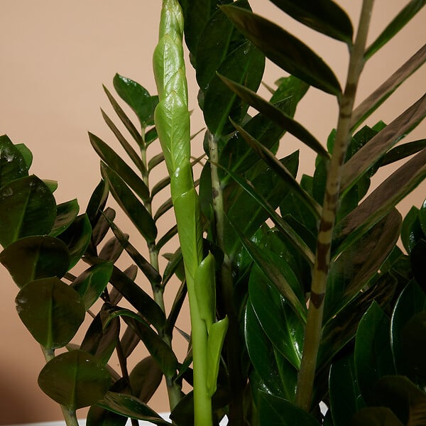 BLOOMIQUE - Zamioculcas Zamiifolia - Zamioculcas - Plante d’intérieur - Dépolluante - H. 70-90 cm - P. 21 cm - large