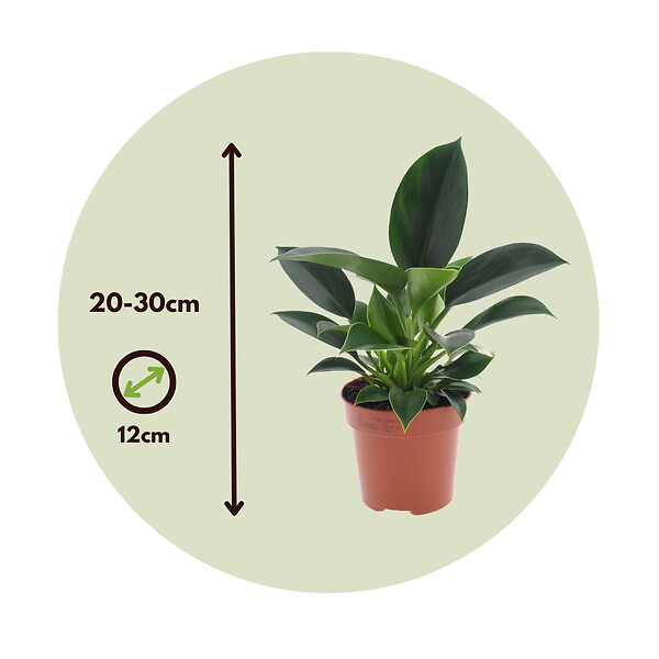 PLANT IN A BOX - Plante verte - Philodendron 'Green Princess' - Hauteur 20-30cm - ⌀12cm - large
