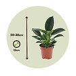 PLANT IN A BOX - Plante verte - Philodendron 'Green Princess' - Hauteur 20-30cm - ⌀12cm - vignette