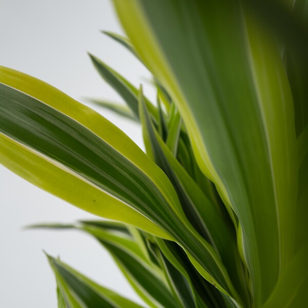 PLANT IN A BOX - Dragonnier - Dracaena deremensis 'Lemon Lime' - Hauteur 60-70cm - ⌀17cm - large