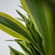 PLANT IN A BOX - Dragonnier - Dracaena deremensis 'Lemon Lime' - Hauteur 60-70cm - ⌀17cm - vignette