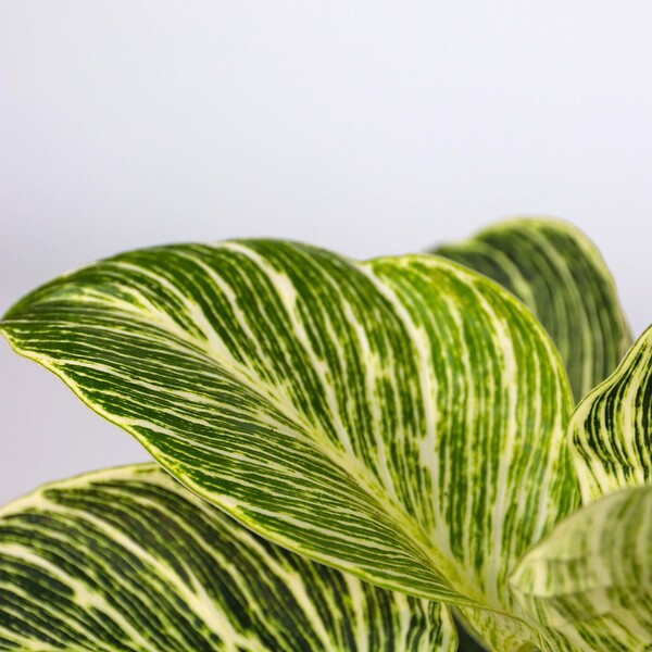 PLANT IN A BOX - Mélange de plantes d'intérieur - Set de 3 - Hauteur 25-40cm - ⌀12cm - large