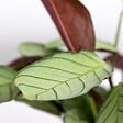 BLOOMIQUE - Ctenanthe 'Amagris' - par pièce - Plante d'intérieur - Pot 12 cm - Hauteur 10-20 cm - vignette