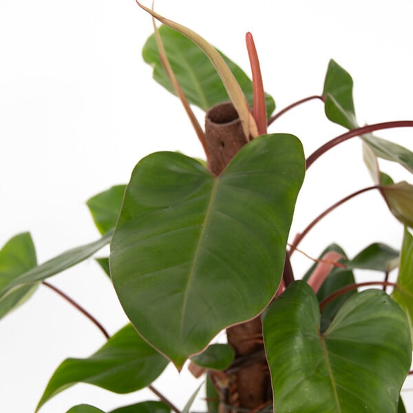 PLANT IN A BOX - Plante verte - Philodendron Red Emerald Kratiste - Hauteur 70-80cm - ⌀19cm - large