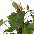 PLANT IN A BOX - Plante verte - Philodendron Red Emerald Kratiste - Hauteur 70-80cm - ⌀19cm - vignette