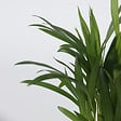 PLANT IN A BOX - Plantes d'intérieur tendance - Set de 4 - Hauteur 25-40cm - ⌀12cm - vignette