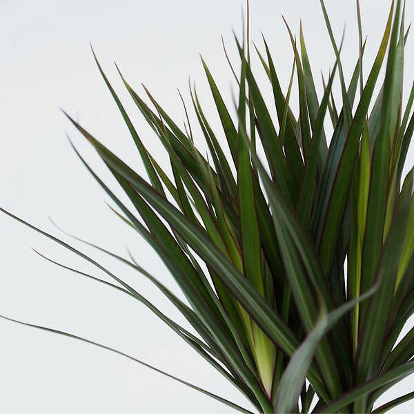 PLANT IN A BOX - Dragonnier - Dracaena marginata - Hauteur 70-80cm - ⌀17cm - large