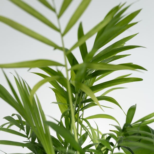 PLANT IN A BOX - Mélang de plantes d'intérieur - Set de 4 - Hauteur 25-40cm - ⌀12cm - large