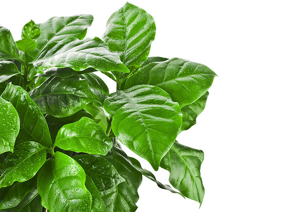 BLOOMIQUE - Lot de 2 - Coffea Arabica - Caféier - Plante d’intérieur - Dépolluante - H. 20-30 cm - P. 12 cm - large