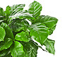 BLOOMIQUE - Lot de 2 - Coffea Arabica - Caféier - Plante d’intérieur - Dépolluante - H. 20-30 cm - P. 12 cm - vignette