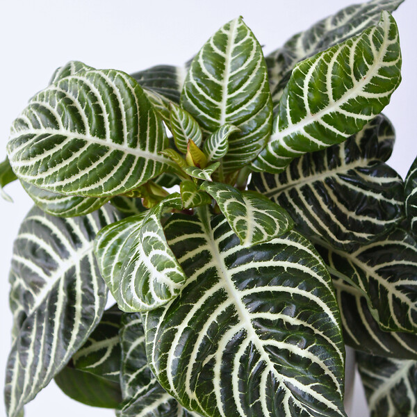 PLANT IN A BOX - Plante à feuilles panachées - Set de 2 - Aphelandra botanica - H25-45cm - ⌀13cm - large