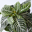 PLANT IN A BOX - Plante à feuilles panachées - Set de 2 - Aphelandra botanica - H25-45cm - ⌀13cm - vignette