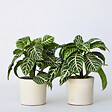 PLANT IN A BOX - Plante à feuilles panachées - Set de 2 - Aphelandra botanica - H25-45cm - ⌀13cm - vignette