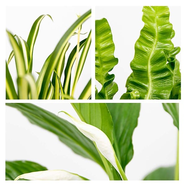 BLOOMIQUE - Lot de 3 - Mélange pour la salle de bain - Spathiphyllum, Asplenium, Chlorophytum - Dépolluantes - large