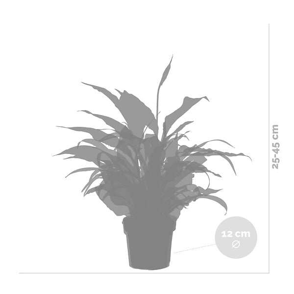 BLOOMIQUE - Lot de 3 - Mélange pour la salle de bain - Spathiphyllum, Asplenium, Chlorophytum - Dépolluantes - large