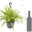BLOOMIQUE - Chlorophytum 'Variegatum' - Plante araignée - Plante suspendue - Dépolluante - H. 30-40 cm - vignette