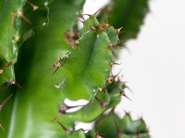BLOOMIQUE - Euphorbia Acrurensis - Euphorbe - Cactus Cowboy - Plante cactus - H. 60-70 cm - P. 17 cm - large