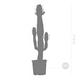 BLOOMIQUE - Euphorbia Acrurensis - Euphorbe - Cactus Cowboy - Plante cactus - H. 60-70 cm - P. 17 cm - vignette