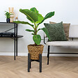 BLOOMIQUE - Lot de 2 - Musa Dwarf Cavendish - Bananier d’intérieur - H. 80-100 cm - P. 21 cm - vignette