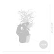 BLOOMIQUE - Lot de 6 - Mélange de plantes vertes - H. 20-40 cm - P. 12 cm - vignette