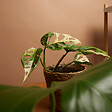 BLOOMIQUE - Monstera Adansonii Variegata - Masque de singe - Hauteur 20-25 cm - Pot 12 cm - vignette