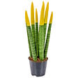 BLOOMIQUE - Sansevieria Velvet Touch - Langue de belle-mère - Plantes d’intérieur - H. 20-30 cm - P. 9 cm - vignette