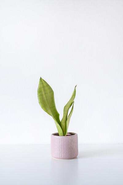 BLOOMIQUE - Sansevieria 'Moonshine' par unité - Plante d’intérieur - Hauteur 10-20 cm - Pot 9 cm - large