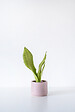 BLOOMIQUE - Sansevieria 'Moonshine' par unité - Plante d’intérieur - Hauteur 10-20 cm - Pot 9 cm - vignette