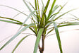 BLOOMIQUE - Dragonier - Dracaena 'Marginata' chaque - Plante d'intérieur - Hauteur 65-75 cm - Pot 17 cm - vignette
