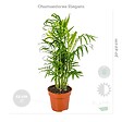 BLOOMIQUE - Lot de 4 - Mélange sans danger pour les animaux - H. 20-40 cm - P. 12 cm - vignette