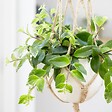 BLOOMIQUE - Aeschynanthus Mona Lisa - Plante Rouge à Lèvres - Plante suspendue - H. 20-30 cm - P. 17 cm - vignette