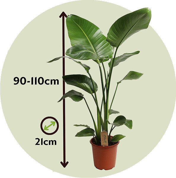 PLANT IN A BOX - Oiseau de paradis - Strelitzia nicolai - Hauteur 90-110cm - ⌀21cm - large