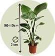 PLANT IN A BOX - Oiseau de paradis - Strelitzia nicolai - Hauteur 90-110cm - ⌀21cm - vignette