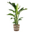 BLOOMIQUE - Strelitzia Nicolai - Oiseau de paradis - Plante d’intérieur - Dépolluante - H. 80-100 cm - vignette