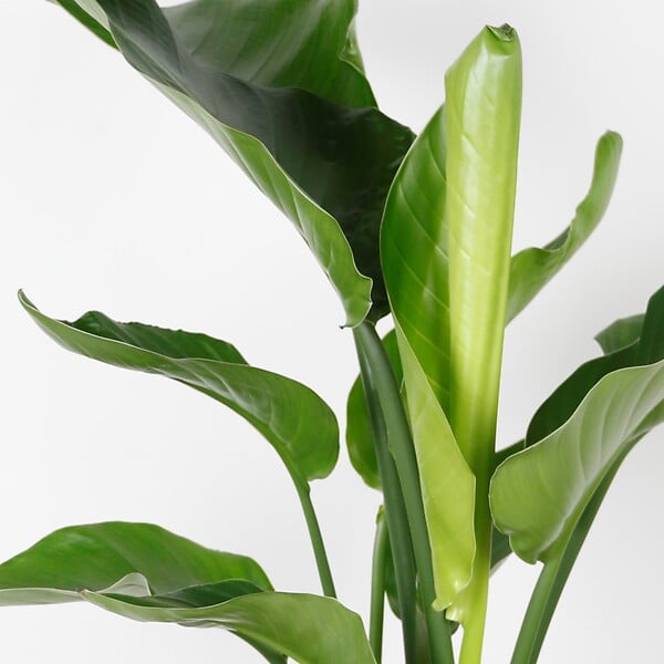 BLOOMIQUE - Strelitzia Nicolai - Oiseau de paradis - Plante d’intérieur - Dépolluante - H. 80-100 cm - large