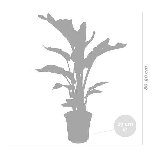 BLOOMIQUE - Strelitzia Nicolai - Oiseau de paradis - Plante d’intérieur - Dépolluante - H. 80-100 cm - large