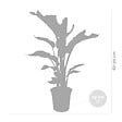 BLOOMIQUE - Strelitzia Nicolai - Oiseau de paradis - Plante d’intérieur - Dépolluante - H. 80-100 cm - vignette